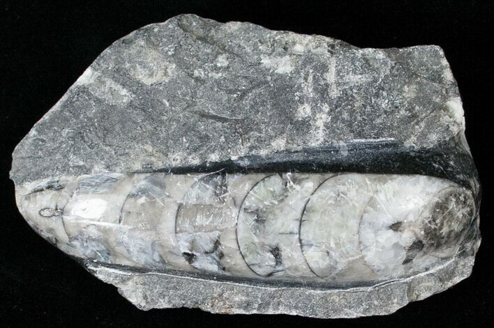 Small Polished Orthoceras (Cephalopod) #14616